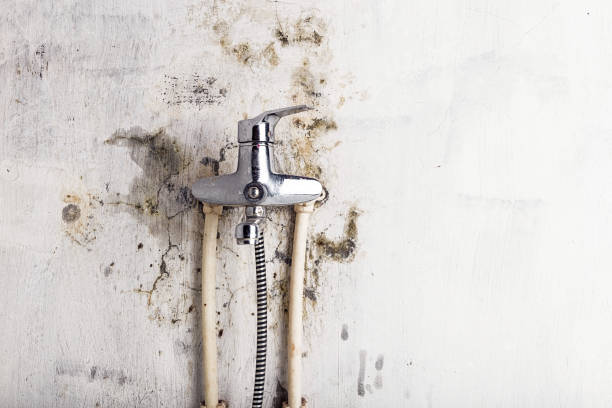 Best Commercial Mold Removal  in Huntington, UT