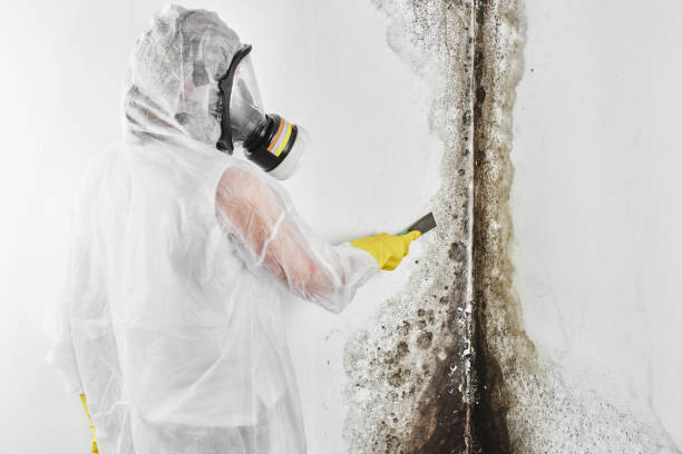 Best Home Mold Removal  in Huntington, UT