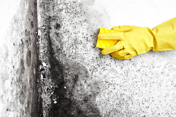 Trusted Huntington, UT Mold Removal Experts