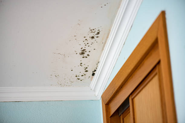 Crawl Space Mold Removal in Huntington, UT