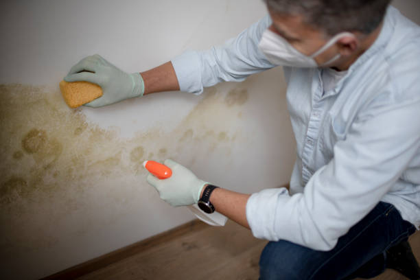 Best Mold Inspection  in Huntington, UT