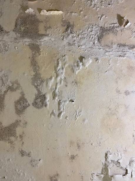 Best Mold Damage Repair  in Huntington, UT