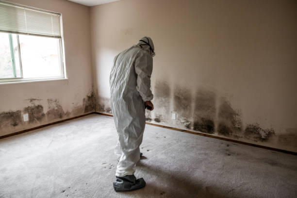 Best Emergency Mold Removal  in Huntington, UT