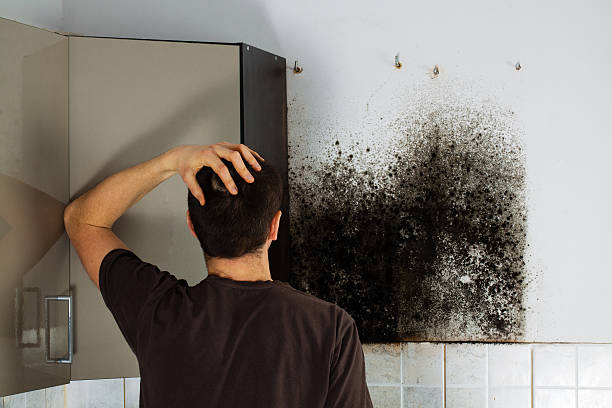 Best Toxic Mold Removal  in Huntington, UT