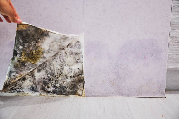 Best Mold Testing  in Huntington, UT